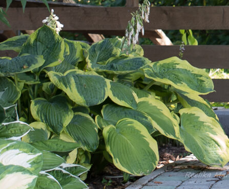 1147_6785_Hosta_Maple_Leaf_.JPG