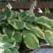 1147_6785_Hosta_Maple_Leaf_.JPG