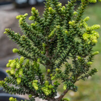 Taxus baccata `Amersfoort` harilik jugapuu (2)