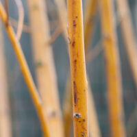 Salix alba `Golden Ness` hõberemmelgas