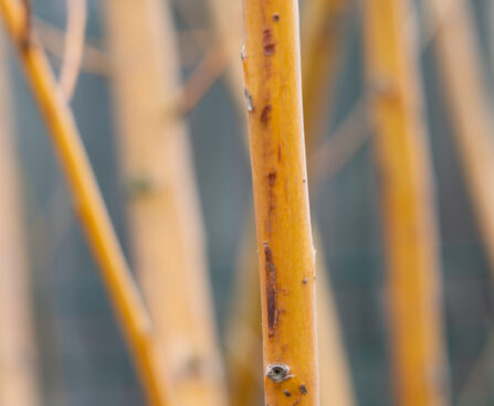 Salix alba `Golden Ness` hõberemmelgas