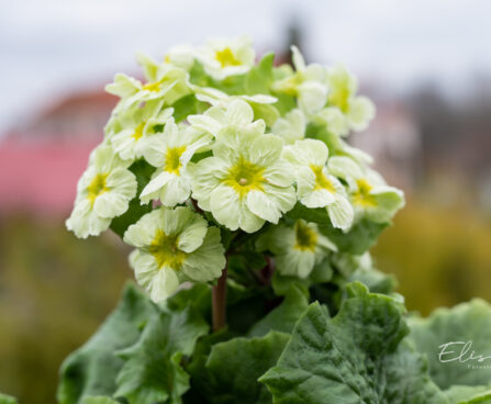 Primula `Picanto Lime` priimula (2)