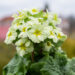 Primula `Picanto Lime` priimula (2)