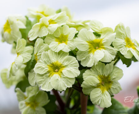 Primula `Picanto Lime` priimula (3)