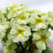 Primula `Picanto Lime` priimula (3)