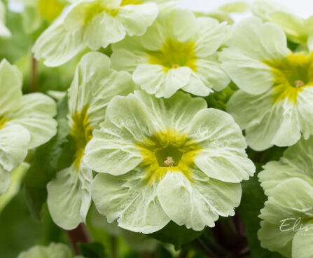 Primula `Picanto Lime` priimula (1)