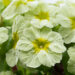 Primula `Picanto Lime` priimula (1)