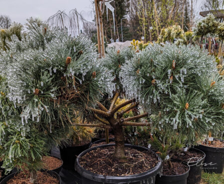 Pinus nigra `Brepo` must mänd -bonsai (1)