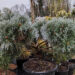 Pinus nigra `Brepo` must mänd -bonsai (1)