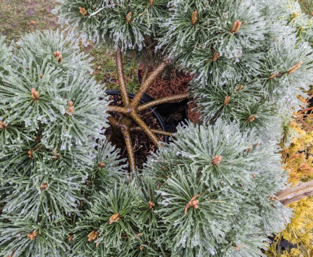 Pinus nigra `Brepo` must mänd -bonsai (2)