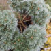 Pinus nigra `Brepo` must mänd -bonsai (2)