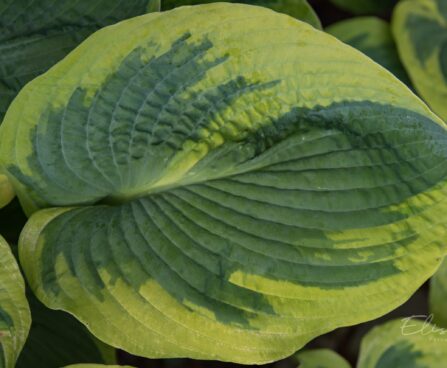 1147_8860_Hosta_Maple_Leaf_.JPG