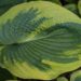 1147_8860_Hosta_Maple_Leaf_.JPG