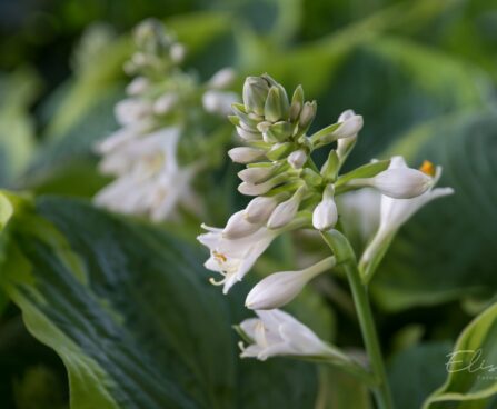 1147_8861_Hosta_Maple_Leaf__2.JPG