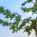 Acer platanoides `Beskid` harilik vaher (1)