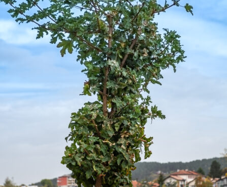 Acer platanoides `Beskid` harilik vaher (2)