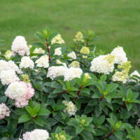 Hydrangea paniculata `Sundae Fraise` aed-hortensia