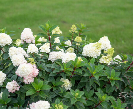 Hydrangea paniculata `Sundae Fraise` aed-hortensia