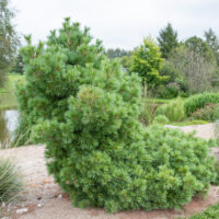 Pinus strobus `Radiata` valge mänd