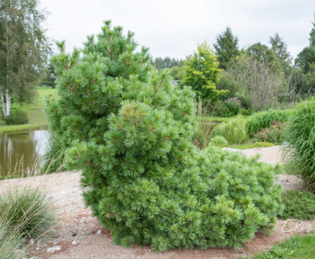 Pinus strobus `Radiata` valge mänd