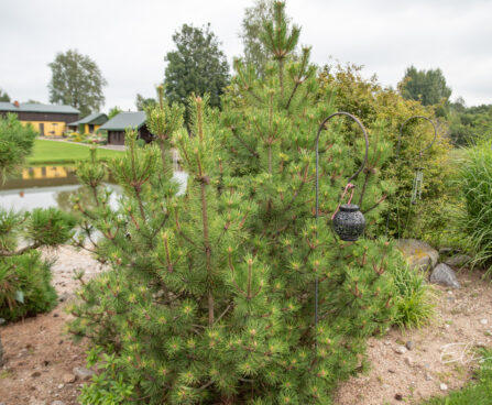 Pinus mugo `Chameleon` mägimänd (2)