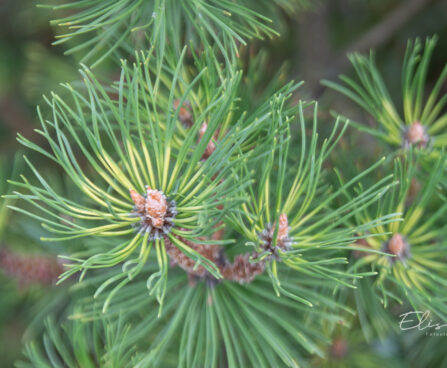 Pinus mugo `Chameleon` mägimänd (3)