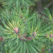 Pinus mugo `Chameleon` mägimänd (3)