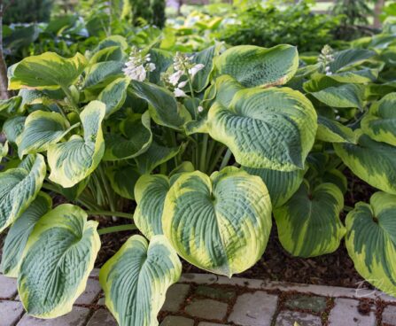 1147_8864_Hosta_Maple_Leaf__5.JPG