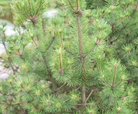 Pinus mugo `Chameleon` mägimänd (1)