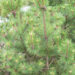 Pinus mugo `Chameleon` mägimänd (1)