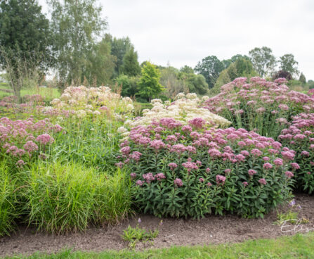 Eupatorium maculatum laiguline vesikanep (2)