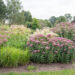 Eupatorium maculatum laiguline vesikanep (2)