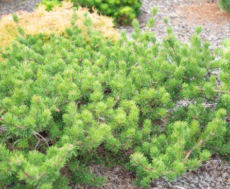 Pinus banksiana `Arktis` hall mänd