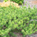Pinus banksiana `Arktis` hall mänd