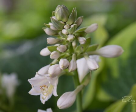 1147_8865_Hosta_Maple_Leaf__6.JPG
