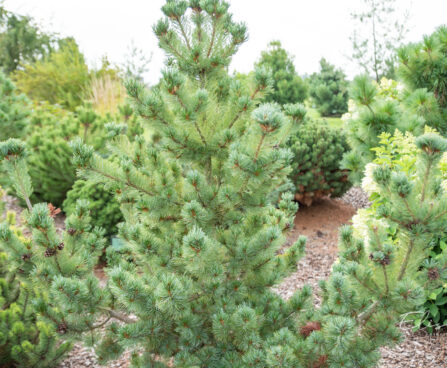 Pinus parviflora `Shizukagoten` jaapani mänd Chikuzagoten