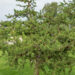 Pinus banksiana (2)
