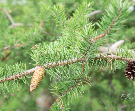 Pinus banksiana (1) hall mänd