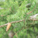 Pinus banksiana (1) hall mänd