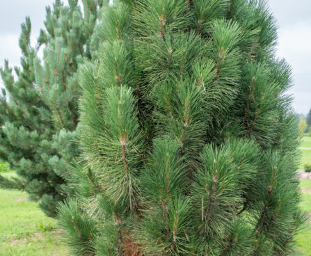 Pinus nigra `Pyramidalis` must mänd
