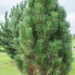 Pinus nigra `Pyramidalis` must mänd