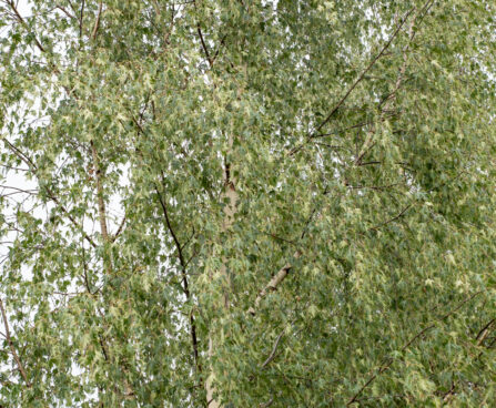 Betula pendula f. `Crispa` (3) arukask