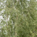 Betula pendula f. `Crispa` (3) arukask