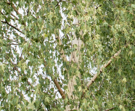 Betula pendula f. `Crispa` (1) arukask