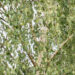 Betula pendula f. `Crispa` (1) arukask