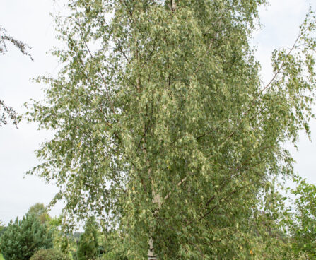 Betula pendula f. `Crispa` (2) arukask