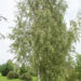 Betula pendula f. `Crispa` (2) arukask