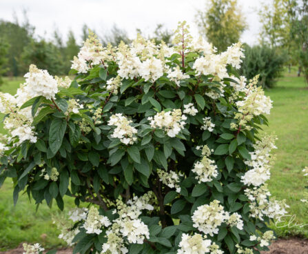 Hydrangea paniculata `Pinky Winky` aed-hortensia