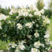 Hydrangea paniculata `Pinky Winky` aed-hortensia