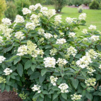 Hydrangea paniculata `Unique` aed-hortensia